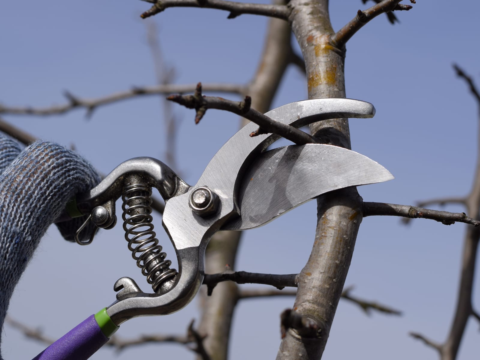 Pruning Fruit Trees