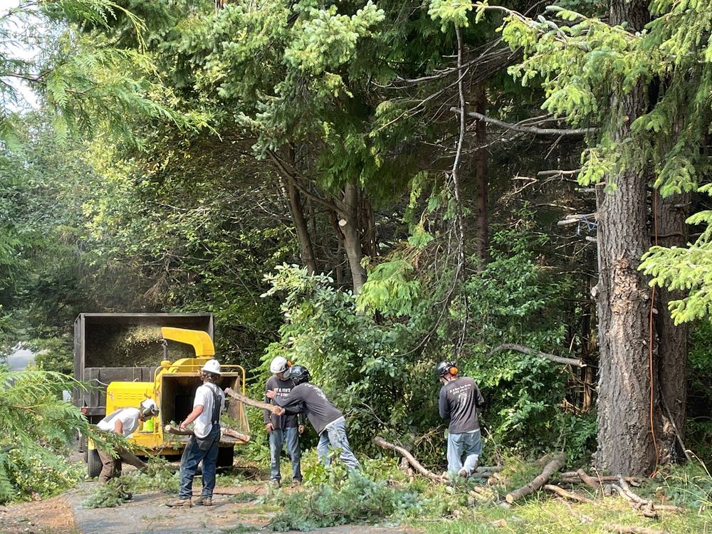 Port Orford Tree Service