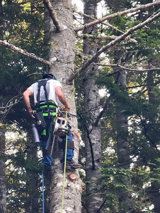 Why Tree Care Matters in Brookings, OR | FAQs