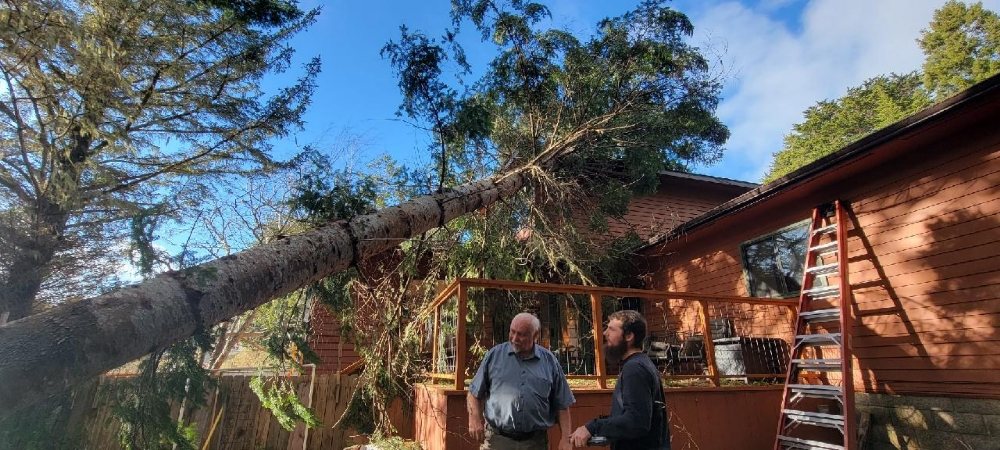 Tree Removal Cost in Brookings, OR: What Homeowners Should Expect in 2026