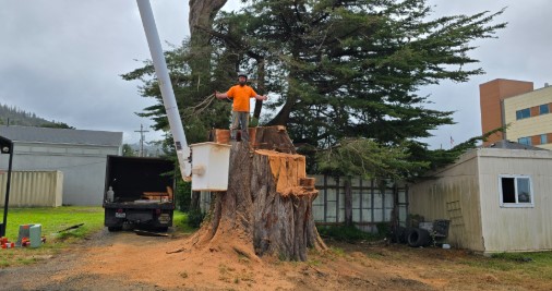 Emergency Tree Removal After Storms: What Homeowners Should Do First
