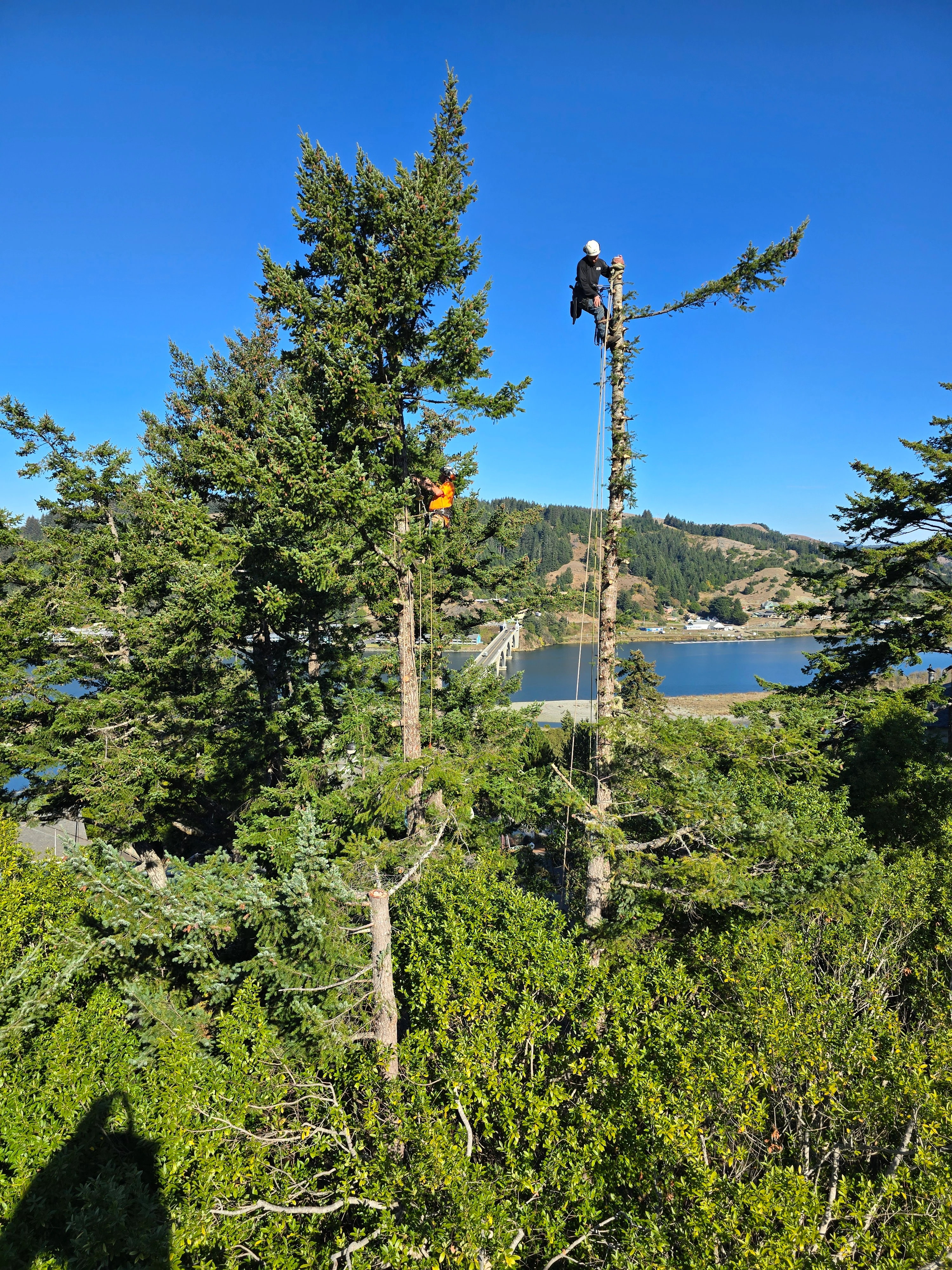 Best Time to Trim Trees in Brookings, OR: A Seasonal Guide for Healthier Trees