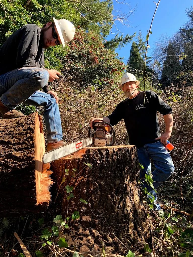 Emergency Tree Removal After Storms: What Homeowners Should Do First